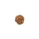 3 Faced Rudraksha Java Bead