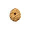 11 - Mukhi Rudraksha Bead