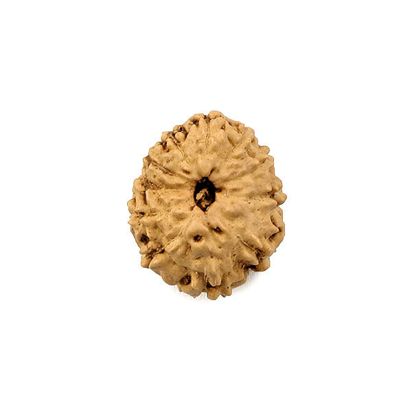 11 - Mukhi Rudraksha Bead