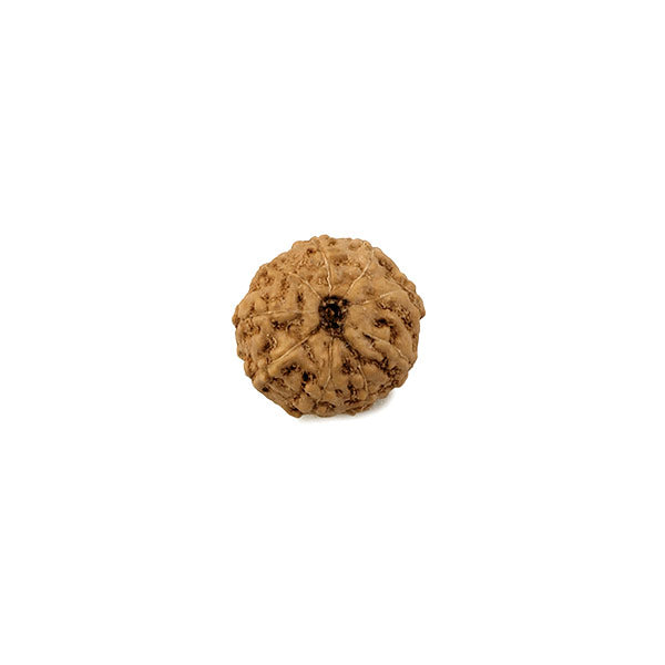 Ashta 8 Mukhi Rudraksha