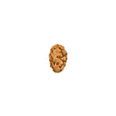 3 Mukhi Rudraksha