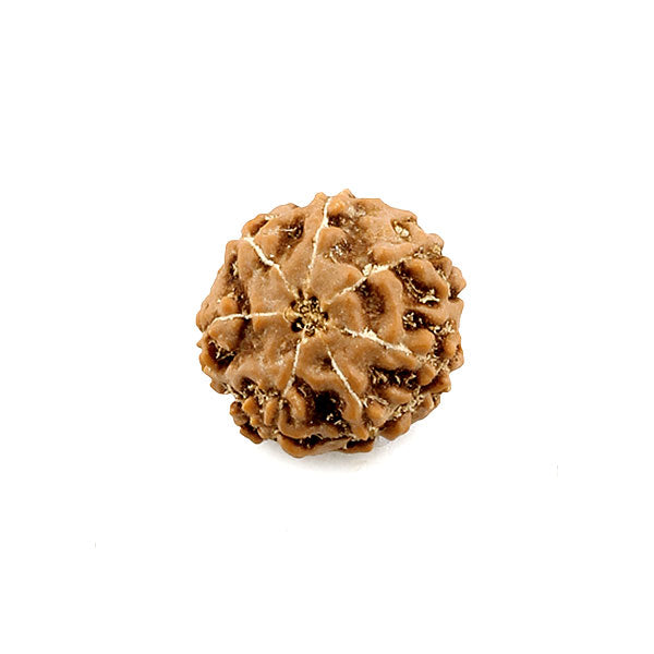 7 Mukhi Rudraksha