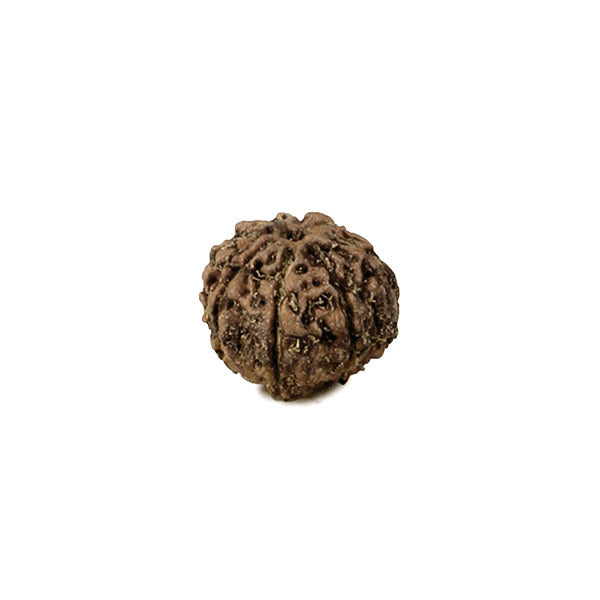 Rudraksha Bead 8 Faced