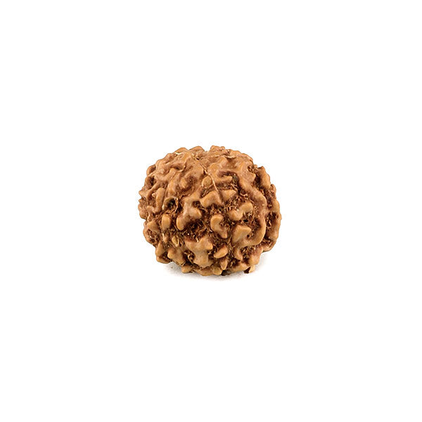 6 Mukhi Rudraksha (Java)