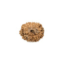 Twelve Face Rudraksha Bead