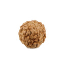 Seven Mukhi Java Rudraksha Bead