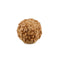 Seven Mukhi Java Rudraksha Bead