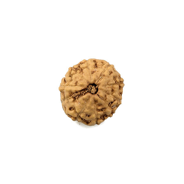 9 Muki Java Rudraksha Bead