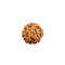 Rudraksha 6 Face