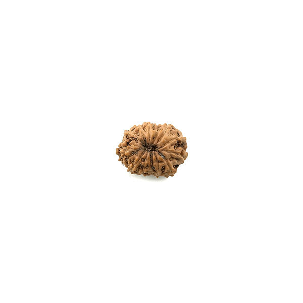 12 Mukhi Rudraksha from Indonesia