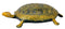 Auspicious Brass Tortoise 8"