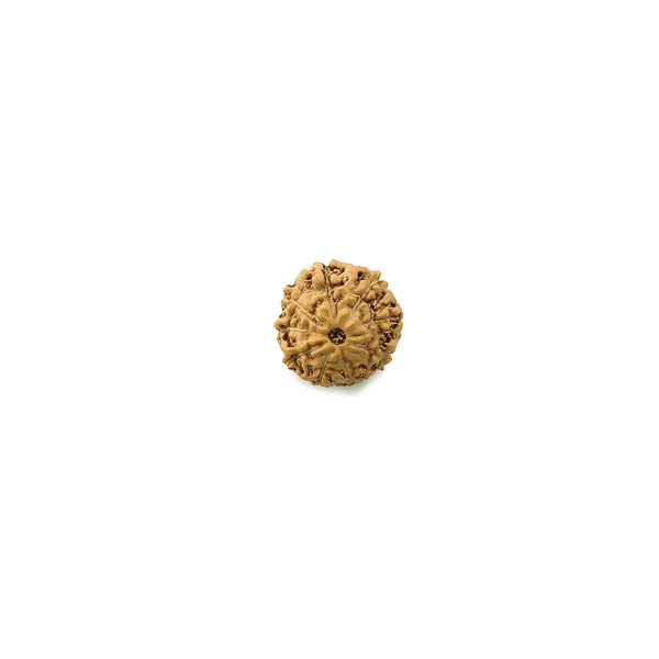 Nine Mukhi (faced) Rudraksha