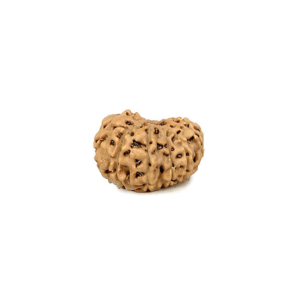 12 Faced Rudraksha Bead