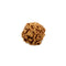 6 Faced Rudraksha (Java Bead)