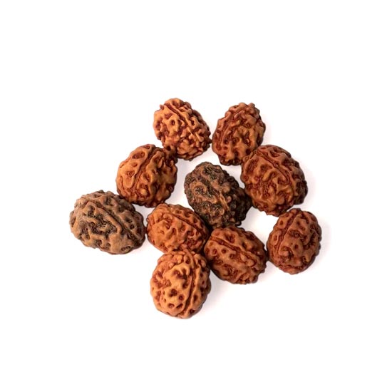 3 Mukhi Rudraksha Bead
