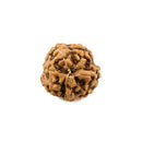 7 Mukhi Rudraksha