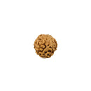 6 Faced (Mukhi) Rudraksha Bead