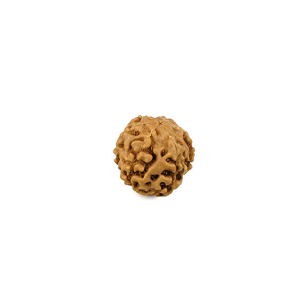 6 Faced (Mukhi) Rudraksha Bead