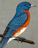 Blue Bird