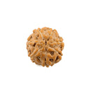 7 Mukhi Rudraksha