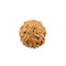 7 Mukhi Rudraksha