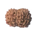 9 Mukhi Rudraksha
