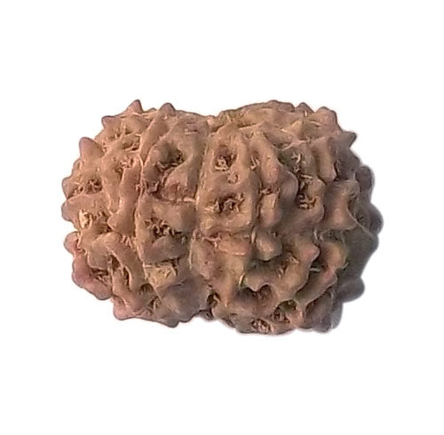 9 Mukhi Rudraksha