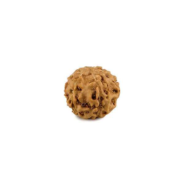 6 Mukhi ( Faced ) Rudraksha Bead