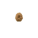 Twelve Mukhi Java Rudraksha