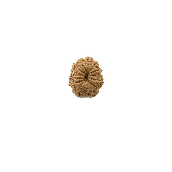 Twelve Mukhi Java Rudraksha