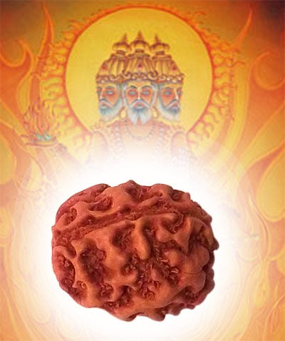 3 Mukhi Rudraksha Bead