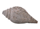Goddess Durga as Mahishasurmardini Carving Brass Conch