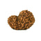 14 Mukhi Rudraksha Bead from Java