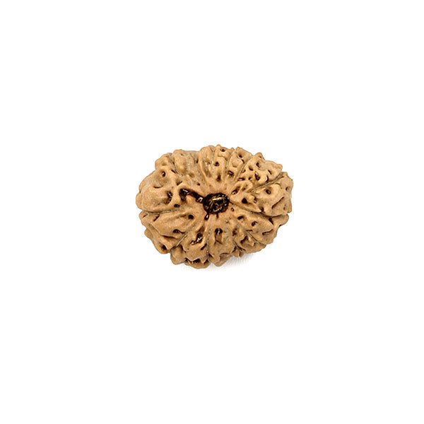 12 Faced Rudraksha Bead