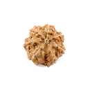 Seven Mukhi Rudraksha