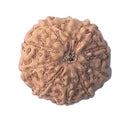 Ten Mukhi Rudraksha from Java