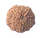 Ten Mukhi Rudraksha from Java