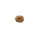 12 Mukhi Rudraksha Bead
