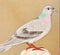 Pigeon - Minature Painting