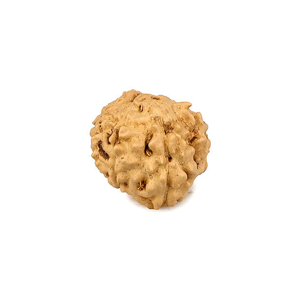 11 - Mukhi Rudraksha Bead