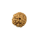 9 Faced Rudraksha