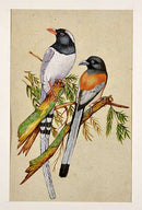 Miniature Painting 'Beautiful Birds'