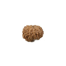 Rudraksha Eight Mukhi Bead