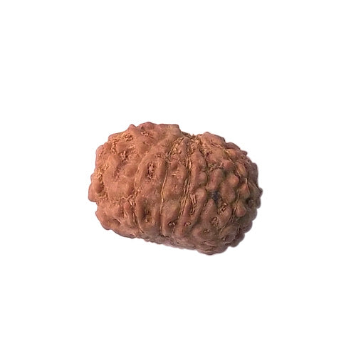 11 Faced Rudraksha Bead (code:4233)