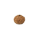 Eight Faced Rudraksha Bead from Indonesia