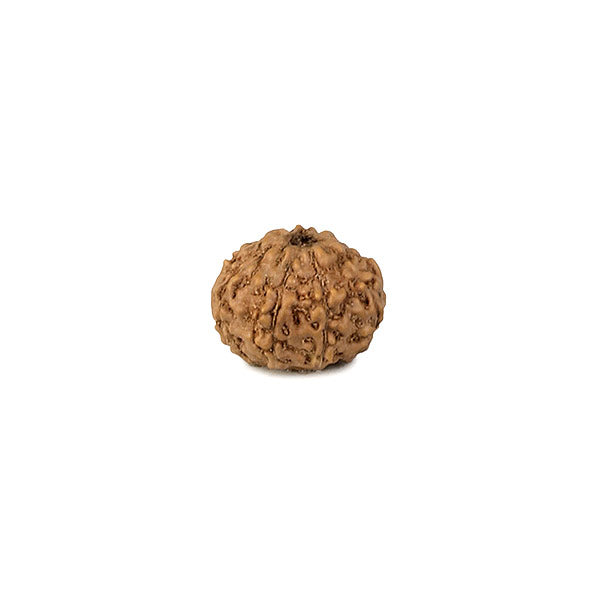 Eight Faced Rudraksha Bead from Indonesia