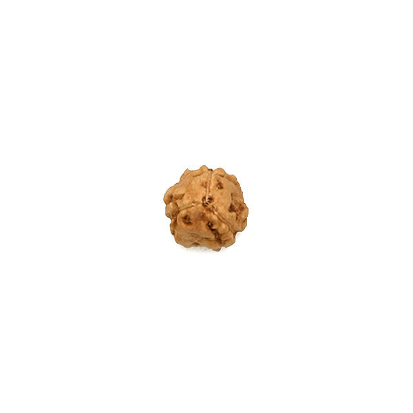 3 Mukhi Rudraksha