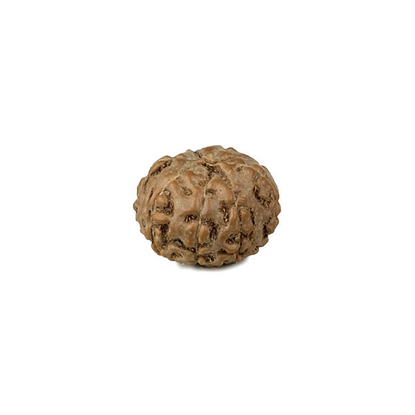 Ashta Eight Mukhi Rudraksha