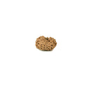 12 Mukhi Rudraksha Bead