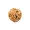 Seven Mukhi Rudraksha - Indonesian Bead